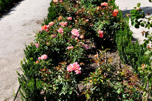 Rose “Daniel Gelin Floribunda” (obt. Meilland Francia) grows in La Rosaleda