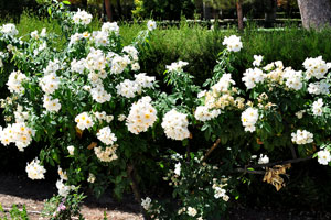 A white blooming shrub of Rosaceae family grows in La Rosaleda