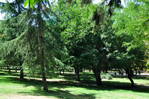Coniferous trees