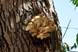 Armillaria mellea, commonly known as honey fungus, grow on a tree near the Velázquez Palace