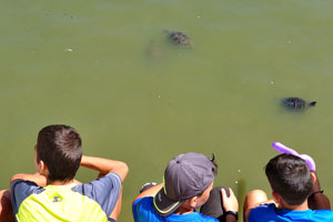 Boys are watching the aquatic turtles of Crystal Palace pond