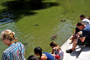 Tourists are feeding the ducks and the aquatic turtles of Crystal Palace pond