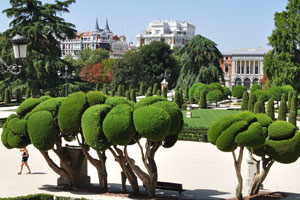 Fabulously pruned trees grow in Plaza Parterre square
