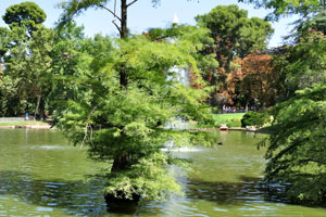 Some coniferous trees grow right out of the water of Crystal Palace pond