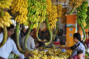 A huge variety of local bananas