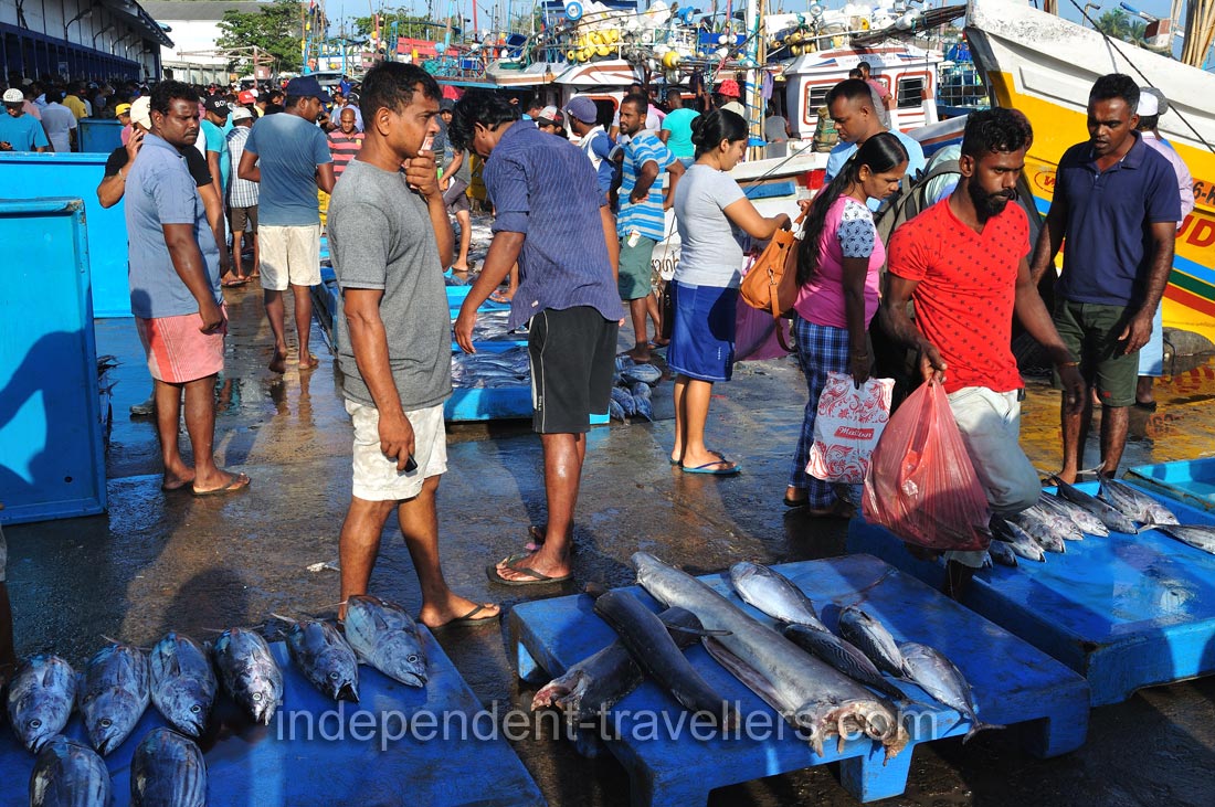 Fish are for sale on blue pallets