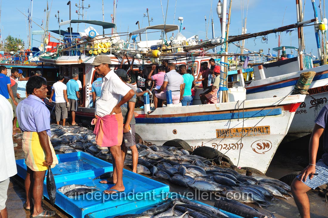 Tuna is for sale in the fishing harbour