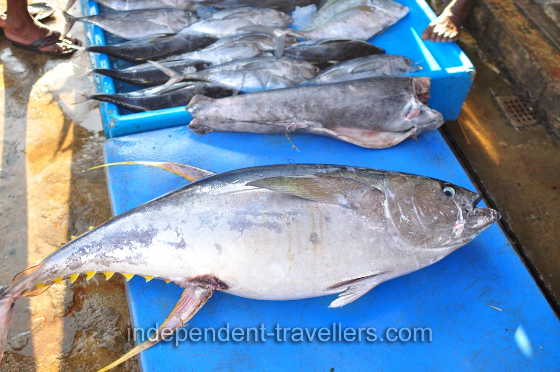 A huge tuna