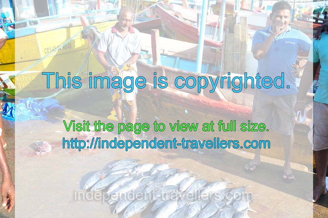 A man with a pail of water is in the fishing harbour