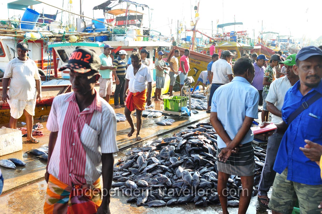 Tons of fish are in the fishing harbour