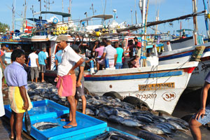Tuna is for sale in the fishing harbour