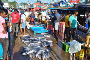 Small tuna fish is for sale on the ground