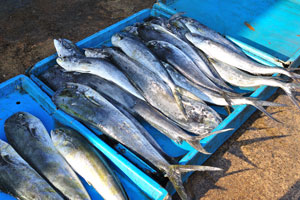 A mahi-mahi fish is for sale in the fishing harbour
