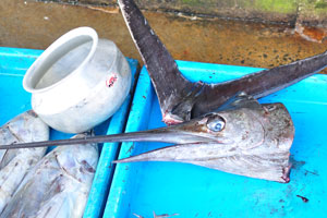 A head of the swordfish is for sale in the fishing harbour