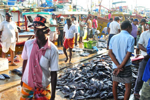 Tons of fish are in the fishing harbour