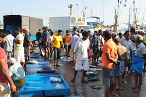 The fishing harbour is overcrowded early in the morning