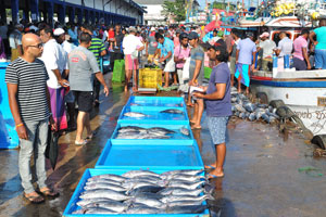There are big quantities of tuna in the fishing harbour