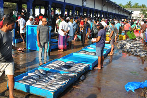Beruwala fishing harbour is the biggest fish market in Sri Lanka