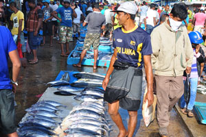 A male fish vendor wears a “Sri Lanka” T-shirt