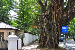 A tree grows on Thurstan Road
