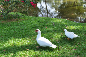 White Muscovy ducks