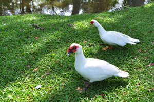 Muscovy ducks are grazing on the green grass
