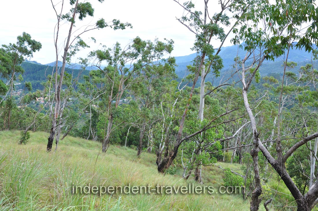 The terrain changed from wide jungle bush to tall forest trees