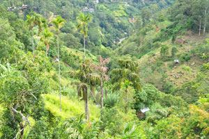 Ella is a great base for tourists who want to explore the surrounding hills