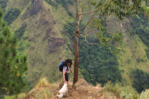 A girl, a tree and a dog are at the top