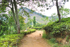 From the main street in Ella, you can walk about 1.5 kms to the start of the trail