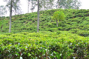 Lush tea plantations