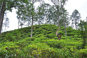 Views from hikes in Ella are phenomenal because the region well known for its tea plantations