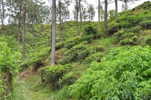 Tea plantations that we met on the way back
