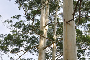 Tall trees with bare trunks grow on Ella-Passara Road