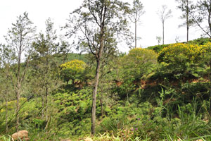A nature landscape view which opens from Ella-Passara Road