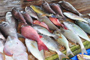 Net fishing boat Harbour and Fish stalls (Ja Kotuwa) market