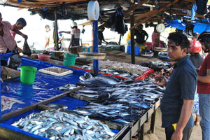 Ja Kotuwa fish market features fresh fish and shrimps