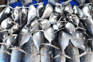 Tuna is for sale at Ja Kotuwa fish market
