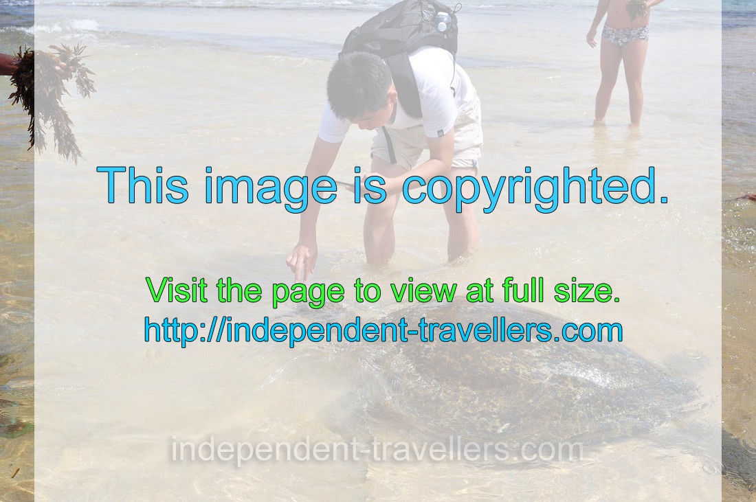 A tourist from China photographs a sea turtle