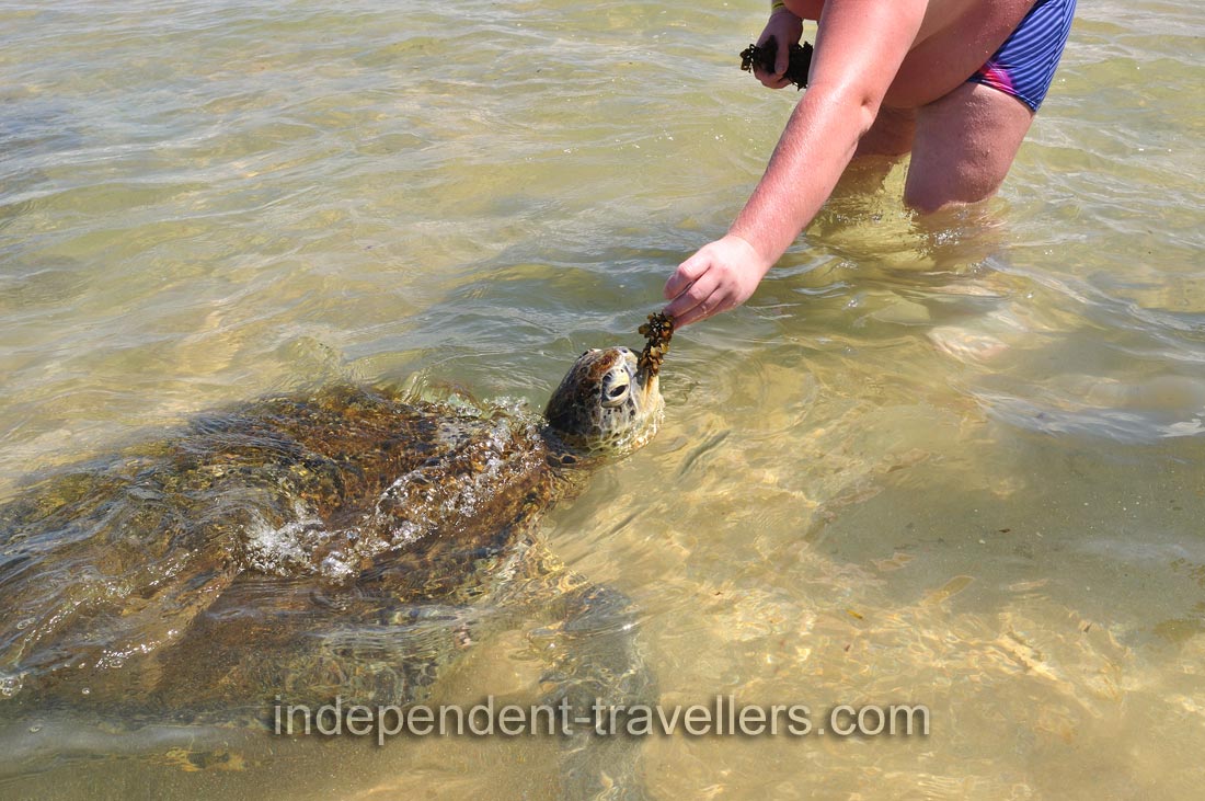 A man feeds a sea turtle