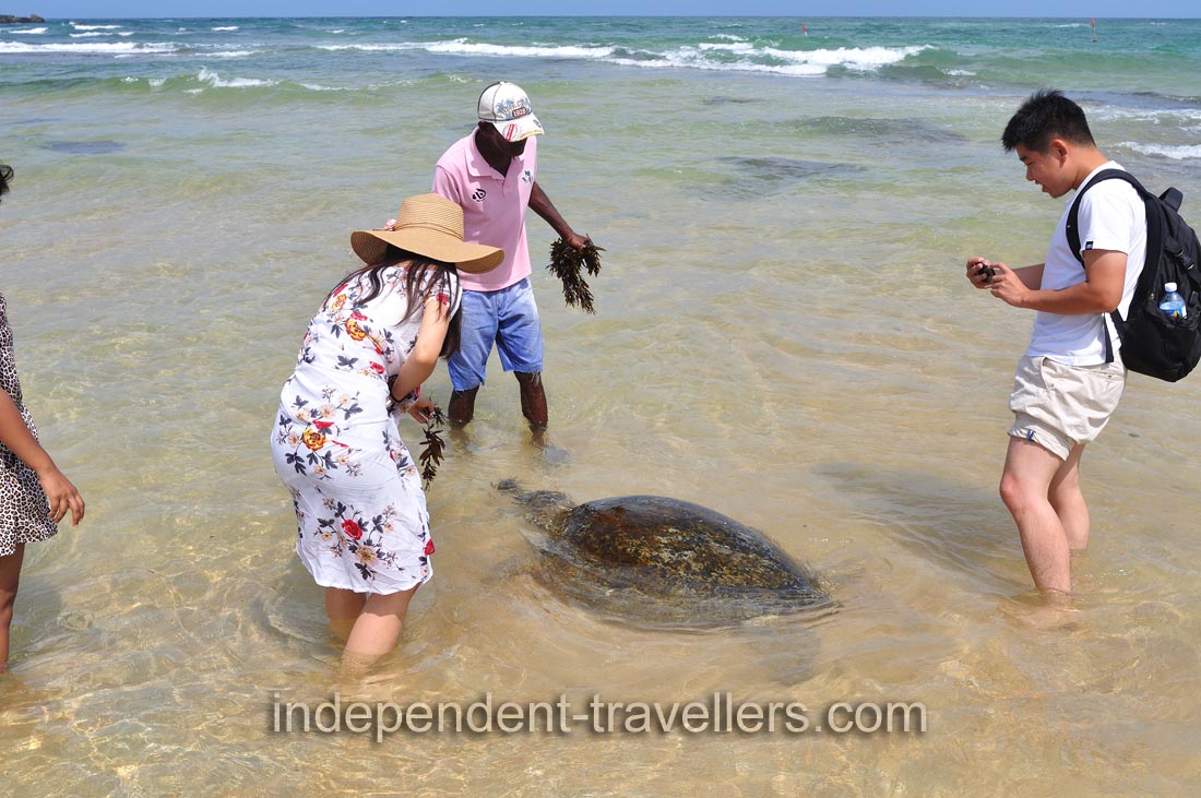 A chinese couple wants to feed a turtle