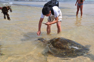 A tourist from China photographs a sea turtle