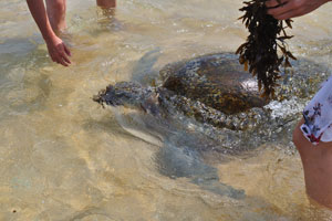 Everyone wants to touch a sea turtle