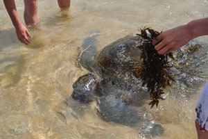 A sea turtle swims freely between the tourists
