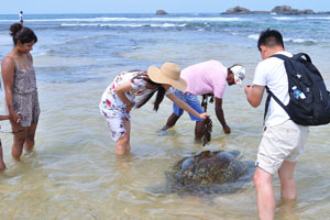 A young Chinese woman tries to feed a sea turtle