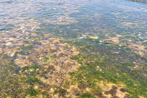 Shallow waters of Hikkaduwa Beach