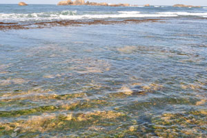 Shallow waters of Hikkaduwa Beach are full of both sea turtles and small sharks