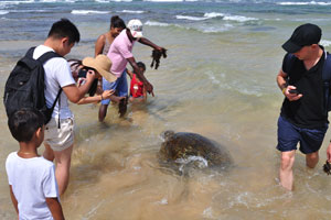 People have gathered around a sea turtle