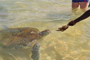 The process of sea turtle feeding