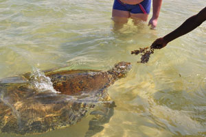 A sea turtle likes this species of seaweed